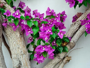 branches, Bougainvillea, wall