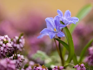 Briar, Flowers, squill