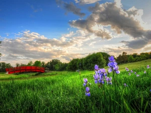 viewes, Meadow, bridges, Irises, Red, trees