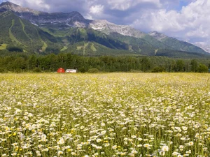 Field, Mountains, British Columbia, Daisies