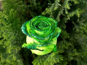 brocade, rose, Green