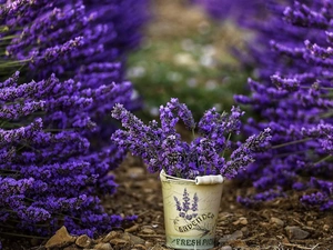 lavender, Bucket