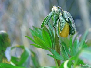 anemone, bud