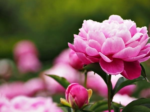 peony, Colourfull Flowers, bud