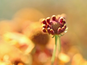 Colourfull Flowers, Rudbeckia, bud