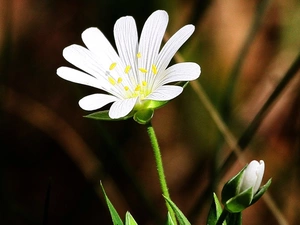 bud, White, Flower