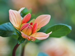 Colourfull Flowers, Dalia, bud