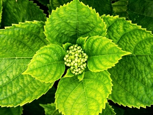 hydrangea, bud