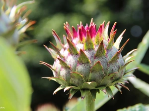 teasel, bud