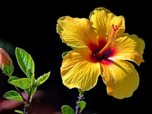 Yellow, Colourfull Flowers, bud, hibiskus