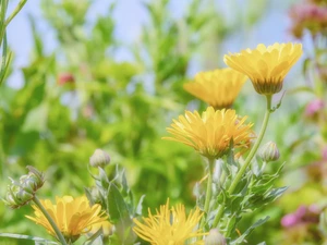 Yellow, Buds, blurry background, Marigolds