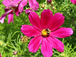 Buds, grass, Cosmos, dumbledor, summer, Pink, Colourfull Flowers, Garden