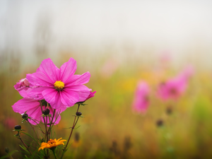 Buds, Pink, Cosmos