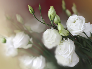 Buds, White, Eustomy