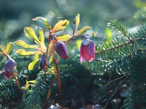 Buds, Helleborus, Flowers