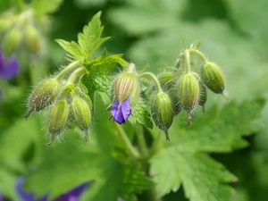Flowers, geranium, Leaf, Buds