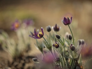 Buds, pasque, Flowers