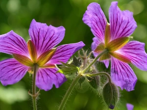 Buds, Flowers, geranium