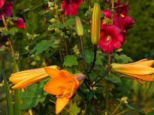 Buds, lilies, Hollyhocks