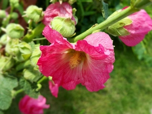 Buds, Pink, Hollyhocks