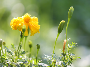 Colourfull Flowers, Tagetes, Buds, Yellow Honda