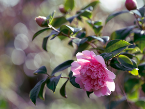 Flowers, Buds, Leaf, Camellia Japonica