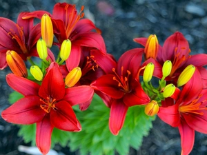 Buds, Red, lilies