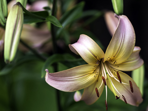 Buds, Flowers, Lily