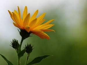 Yellow, Buds, Marigold, Colourfull Flowers