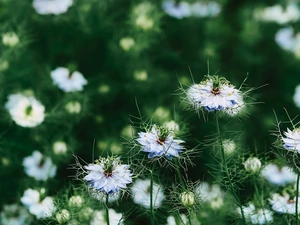 Buds, Flowers, Nigella