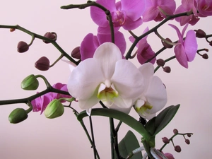 orchid, Buds