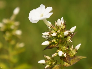 Buds, White, phlox