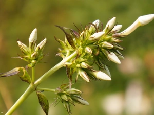 Buds, phlox