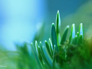 snowdrops, Buds