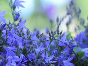 Buds, twig, purple, Flowers, ringtones