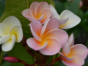 Flowers, Pink, Leaf, Buds, Plumeria, White