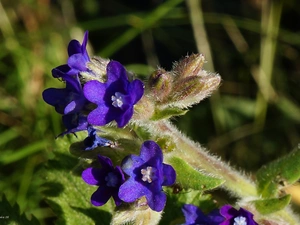 Bugloss, Flowers, purple