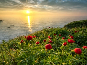Hill, Black Sea, Peonies, Mountains, Sunrise, Flowers, Bulgaria
