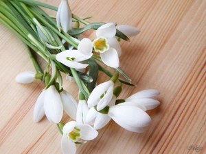 snowdrops, small bunch