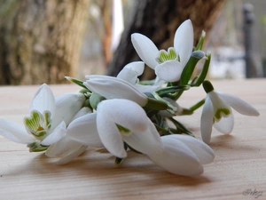 snowdrops, small bunch