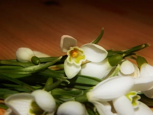 snowdrops, small bunch