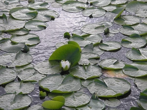 Water Lilies Lake, Burnaby