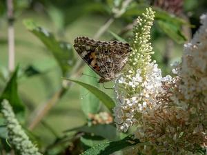 butterfly, Flowers, butterfly bush, Mermaid Admiral