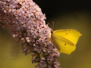 butterfly bush, butterfly, Gonepteryx rhamni