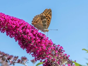 butterfly, Pink, butterfly bush, Colourfull Flowers