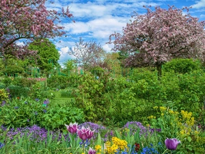 trees, Garden, Bush, Flowers, viewes, flourishing