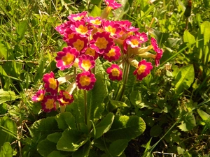 primrose, bush