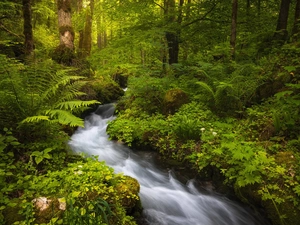 viewes, forest, fern, Bush, stream, trees