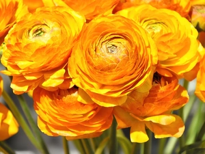 Flowers, Asian Ranunculus, buttercup