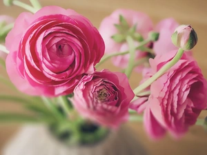 Buds, Flowers, Asian Buttercup